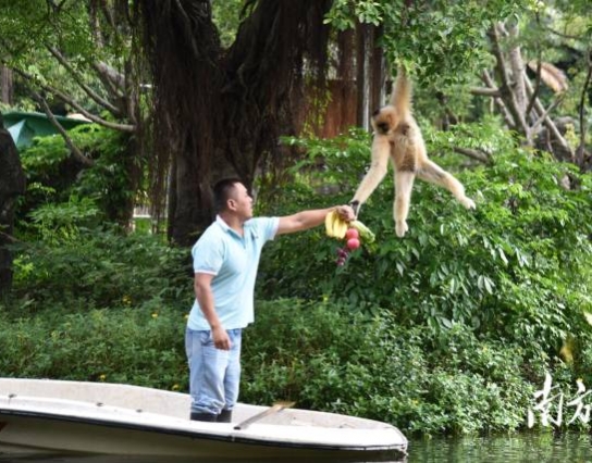 過節(jié)了！深圳野生動物園長臂猿喜獲“水果大餐”