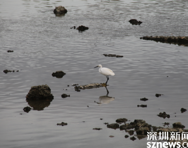 環(huán)境好不好 鳥兒說(shuō)了算 候鳥在深圳灣“吃得好玩得歡” 一年回歸3種國(guó)家重點(diǎn)保護(hù)野生動(dòng)物